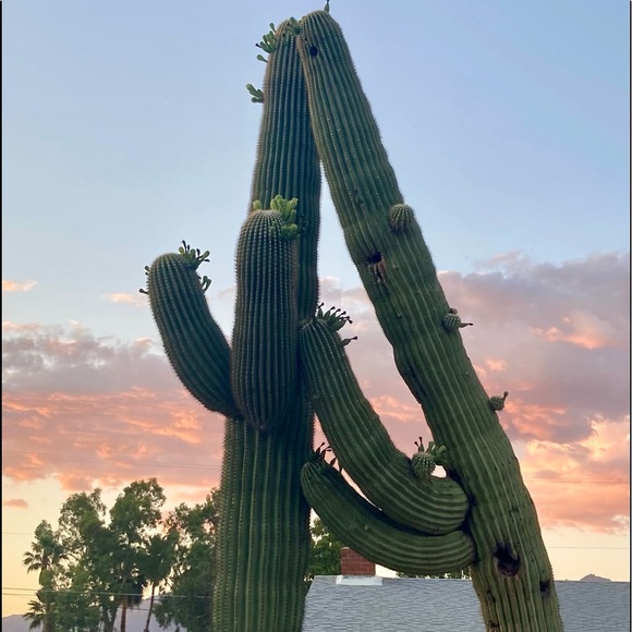 Meet your Posher, Amanda - Picture 10 of 16